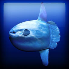 Ocean Sunfish - Heart/Theriotype