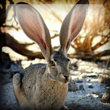 Desert Hare 🐇 Theriotype