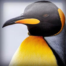Emperor Penguin 🐧 Theriotype