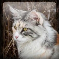Domestic Cat 🐈 Theriotype