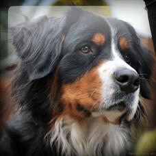 Bernese Mountain Dog 🧀 Theriotype