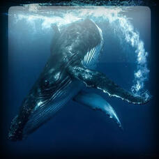 Humpback Whale 🐋 Hearttype
