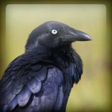 Australian Raven 🐦‍⬛ Hearttype