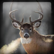 White-tailed Deer 🌲 Hearttype