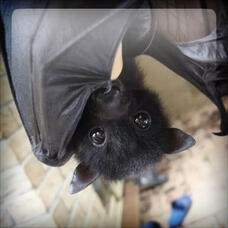 Bat 🌒 Cladohearttype